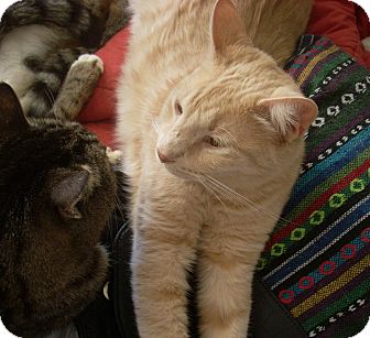 Domestic Shorthair Cat for Sale in Horsham, Pennsylvania - Chevy Domestic Shorthair Cat for Sale in Horsham, Pennsylvania - Chevy