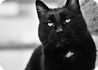 Domestic Mediumhair Cat for Sale in Boise, Idaho - Moon Domestic Mediumhair Cat for Sale in Boise, Idaho - Moon
