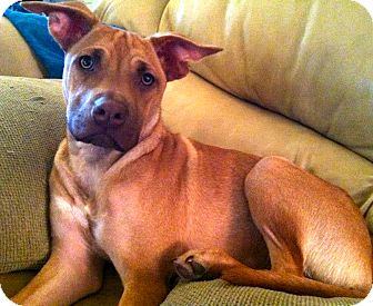 Labrador Retriever/Rhodesian Ridgeback Mix Dog for Sale in Phoenix, Arizona - Charlie Labrador Retriever/Rhodesian Ridgeback Mix Dog for Sale in Phoenix, Arizona - Charlie