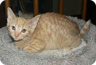 Domestic Shorthair Cat for Sale in Apex, North Carolina - Freya Domestic Shorthair Cat for Sale in Apex, North Carolina - Freya