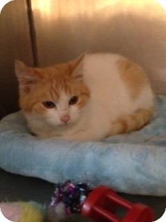 Domestic Shorthair Kitten for Sale in Wenatchee, Washington - Ollie Domestic Shorthair Kitten for Sale in Wenatchee, Washington - Ollie