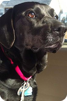 Labrador Retriever Mix Dog for Sale in Chattanooga, Tennessee - Jada Labrador Retriever Mix Dog for Sale in Chattanooga, Tennessee - Jada