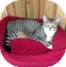 Domestic Shorthair Kitten for Sale in Vancouver, British Columbia - Silver Domestic Shorthair Kitten for Sale in Vancouver, British Columbia - Silver