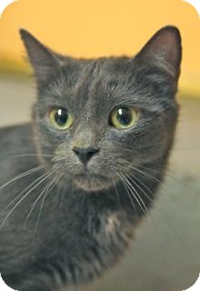 Russian Blue Cat for Sale in Medford, Massachusetts - Punky Russian Blue Cat for Sale in Medford, Massachusetts - Punky