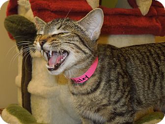 Domestic Shorthair Cat for Sale in Medina, Ohio - Haley Domestic Shorthair Cat for Sale in Medina, Ohio - Haley