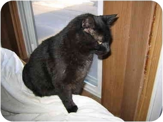 Domestic Mediumhair Cat for Sale in North Boston, New York - Kringle Domestic Mediumhair Cat for Sale in North Boston, New York - Kringle