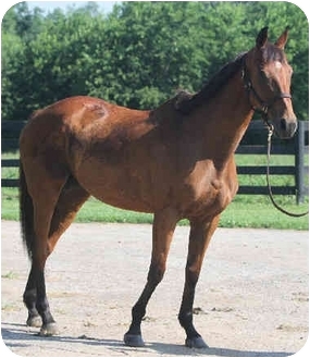 Thoroughbred Mix for Sale in Nicholasville, Kentucky - Miss Stack Thoroughbred Mix for Sale in Nicholasville, Kentucky - Miss Stack