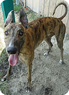 Greyhound Dog for Sale in Longwood, Florida - Turbo Luke Greyhound Dog for Sale in Longwood, Florida - Turbo Luke