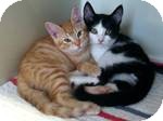 Domestic Mediumhair Kitten for Sale in Red Bluff, California - Demonte Domestic Mediumhair Kitten for Sale in Red Bluff, California - Demonte