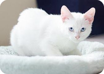 Domestic Mediumhair Kitten for Sale in San Antonio, Texas - Boxie Domestic Mediumhair Kitten for Sale in San Antonio, Texas - Boxie
