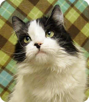 Turkish Van Cat for Sale in Colorado Springs, Colorado - Sweet Pea Turkish Van Cat for Sale in Colorado Springs, Colorado - Sweet Pea