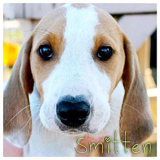Coonhound Mix Puppy for Sale in Westland, Michigan - Smitten Coonhound Mix Puppy for Sale in Westland, Michigan - Smitten