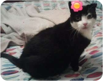 Domestic Shorthair Cat for Sale in Catasauqua, Pennsylvania - Tara Domestic Shorthair Cat for Sale in Catasauqua, Pennsylvania - Tara