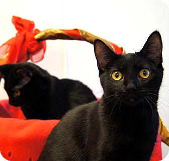 Domestic Shorthair Kitten for Sale in Colorado Springs, Colorado - Geri Domestic Shorthair Kitten for Sale in Colorado Springs, Colorado - Geri