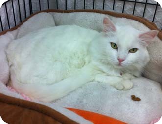 Domestic Shorthair Cat for Sale in Merrifield, Virginia - Abby Domestic Shorthair Cat for Sale in Merrifield, Virginia - Abby