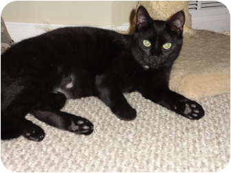 American Shorthair Cat for Sale in Barnegat, New Jersey - Raven & Midnight American Shorthair Cat for Sale in Barnegat, New Jersey - Raven & Midnight