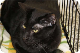 Domestic Shorthair Cat for Sale in La Canada Flintridge, California - Tot Domestic Shorthair Cat for Sale in La Canada Flintridge, California - Tot