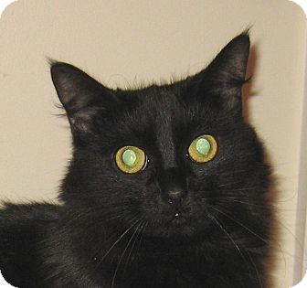 Domestic Longhair Cat for Sale in Hamilton, New Jersey - JASMINE-2013 Domestic Longhair Cat for Sale in Hamilton, New Jersey - JASMINE-2013
