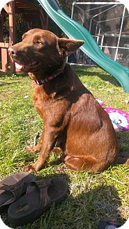 Labrador Retriever Mix Dog for Sale in Oldsmar, Florida - Jana Labrador Retriever Mix Dog for Sale in Oldsmar, Florida - Jana