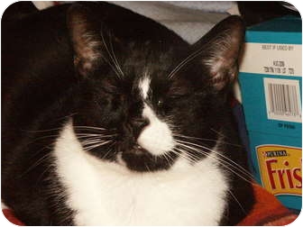 Domestic Shorthair Cat for Sale in San Jose, California - Orio Domestic Shorthair Cat for Sale in San Jose, California - Orio