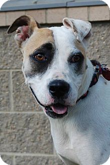 Boxer/Beagle Mix Dog for Sale in London, Kentucky - Meada - SPONSORED ADOPTION FEE Boxer/Beagle Mix Dog for Sale in London, Kentucky - Meada - SPONSORED ADOPTION FEE