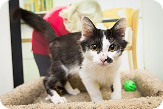 Domestic Longhair Kitten for Sale in Chandler, Arizona - Harry Domestic Longhair Kitten for Sale in Chandler, Arizona - Harry