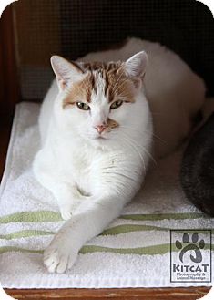 Domestic Shorthair Cat for Sale in Lancaster, Massachusetts - Ruby Domestic Shorthair Cat for Sale in Lancaster, Massachusetts - Ruby