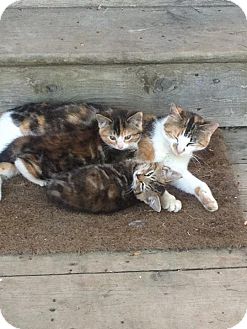 Domestic Shorthair Kitten for Sale in Halifax, Nova Scotia - Momma & Babies Domestic Shorthair Kitten for Sale in Halifax, Nova Scotia - Momma & Babies