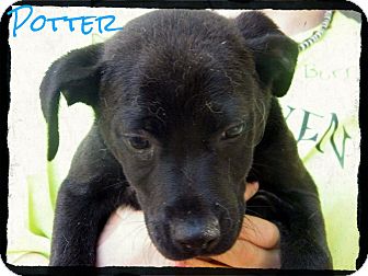 Labrador Retriever Mix Puppy for Sale in cumberland, Rhode Island - Potter Labrador Retriever Mix Puppy for Sale in cumberland, Rhode Island - Potter
