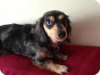 Dachshund Dog for Sale in Atascadero, California - Zelda Dachshund Dog for Sale in Atascadero, California - Zelda