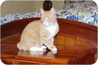 Manx Cat for Sale in Greenville, South Carolina - Rigby Manx Cat for Sale in Greenville, South Carolina - Rigby