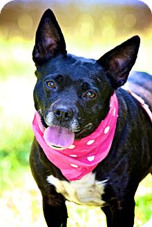 Boston Terrier Mix Dog for Sale in Wilmington, Delaware - Sharon Boston Terrier Mix Dog for Sale in Wilmington, Delaware - Sharon