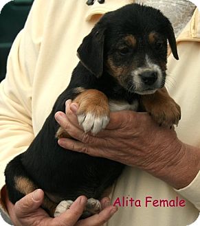 Terrier (Unknown Type, Medium)/Shepherd (Unknown Type) Mix Puppy for Sale in Danbury, Connecticut - Alita Terrier (Unknown Type, Medium)/Shepherd (Unknown Type) Mix Puppy for Sale in Danbury, Connecticut - Alita