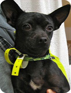 Chihuahua Dog for Sale in Thousand Oaks, California - Angelina Chihuahua Dog for Sale in Thousand Oaks, California - Angelina