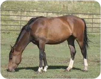 Quarterhorse Mix for Sale in Bayfield, Colorado - Jilly Quarterhorse Mix for Sale in Bayfield, Colorado - Jilly