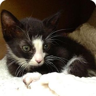 American Shorthair Kitten for Sale in Oceanside, New York - Whisper American Shorthair Kitten for Sale in Oceanside, New York - Whisper