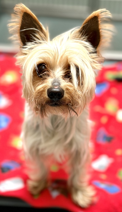 Roseville CA Yorkie Yorkshire Terrier Meet Gatsby A Pet For