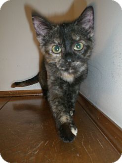 Domestic Shorthair Kitten for Sale in Grand Rapids, Michigan - Poppy Domestic Shorthair Kitten for Sale in Grand Rapids, Michigan - Poppy
