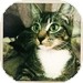 Domestic Shorthair Kitten for Sale in Vancouver, British Columbia - Vogue Domestic Shorthair Kitten for Sale in Vancouver, British Columbia - Vogue