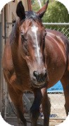 Thoroughbred Mix for Sale in El Dorado Hills, California - Tank Thoroughbred Mix for Sale in El Dorado Hills, California - Tank