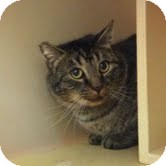 Domestic Shorthair Cat for Sale in Modesto, California - George Domestic Shorthair Cat for Sale in Modesto, California - George