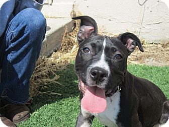 Pit Bull Terrier Mix Puppy for Sale in Thousand Oaks, California - Piper Pit Bull Terrier Mix Puppy for Sale in Thousand Oaks, California - Piper