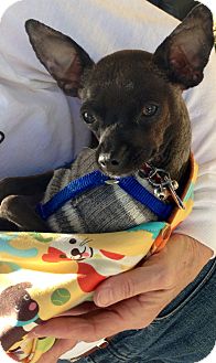 Chihuahua Mix Dog for Sale in San Diego, California - Moki Chihuahua Mix Dog for Sale in San Diego, California - Moki