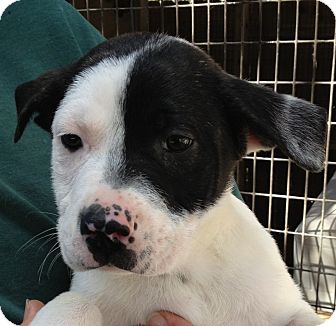 Chow Chow Mix Puppy for Sale in Gainesville, Florida - Lane Chow Chow Mix Puppy for Sale in Gainesville, Florida - Lane