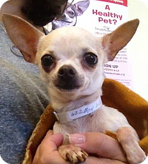 Chihuahua Dog for Sale in Studio City, California - Sugar (3.5 lbs.) Chihuahua Dog for Sale in Studio City, California - Sugar (3.5 lbs.)