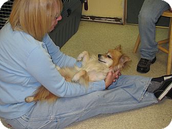 Pomeranian Mix Dog for Sale in Hamilton, Montana - Rocket Man Pomeranian Mix Dog for Sale in Hamilton, Montana - Rocket Man