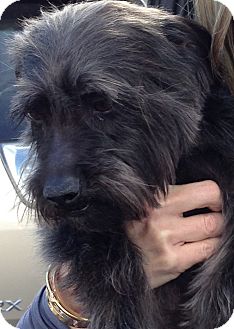 Terrier (Unknown Type, Medium) Mix Dog for Sale in Thousand Oaks, California - Jimi Terrier (Unknown Type, Medium) Mix Dog for Sale in Thousand Oaks, California - Jimi