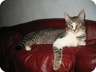 Domestic Shorthair Cat for Sale in Euless, Texas - Terrific Taffy Domestic Shorthair Cat for Sale in Euless, Texas - Terrific Taffy