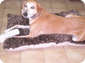 Greyhound Mix Dog for Sale in New Castle, Pennsylvania - Greyhound Mix Dog for Sale in New Castle, Pennsylvania -