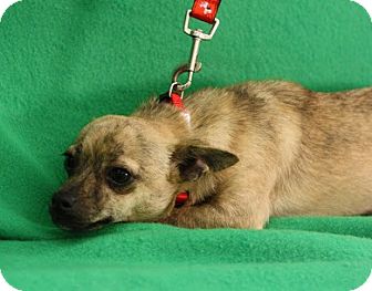 Dachshund/Chihuahua Mix Puppy for Sale in Broomfield, Colorado - DoSiDo Dachshund/Chihuahua Mix Puppy for Sale in Broomfield, Colorado - DoSiDo